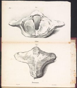 Atlas a hrudní kost velryby, 1827 Atlas / Sternum (název na objektu)