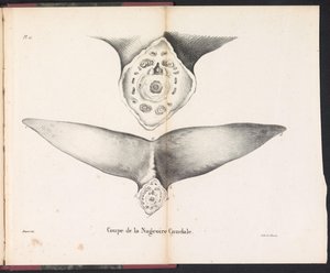 Část ocasní ploutve velryby, 1827 Coupe de la Nageoire Caudale (název na objektu)