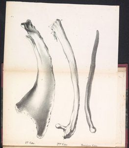 Tři žebra velryby, 1827 1st Côte / 2me Côte / Dernière Côte (název na objektu)