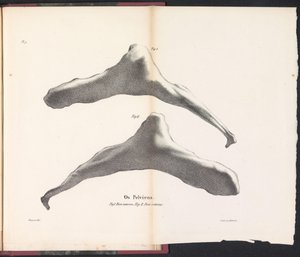 Hipbone of the Whale, 1827 Os Pelviens (název na objektu)