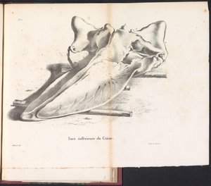 Schedel van de Walvis, 1827 Spodní strana lebky (název na předmětu)