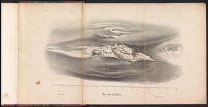 Vrouwelijke geslachtsorganen van de walvis, 1827 Vue de la Vulve (title on object)   1328154   cs       czech Successfully Translated  Original: Paar onder een baldakijn voor een paleis Translat: Paar onder een baldakijn voor een paleis 1391062 cs czech Su