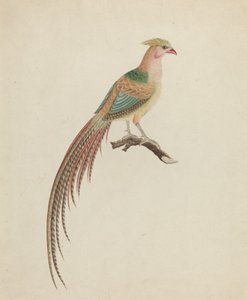 Bažant zlatý (Chrysolophus pictus)