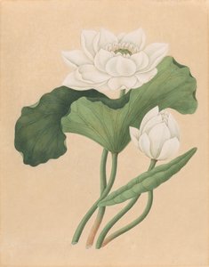 Východoindický lotos (Nelumbo nucifera)