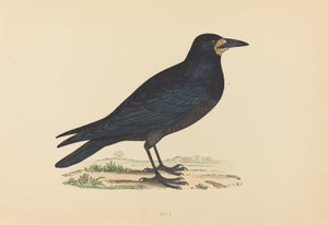 Havran