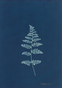 Hothocleana,c. 1850 (foto) od British Photographer