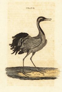 Demoiselle jeřáb, Grus virgo od British School