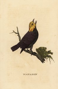 Manakin zlatohlavý, Ceratopipra erythrocephala od British School