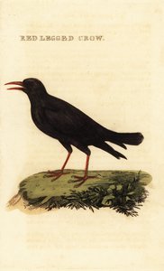 Kavlík červenozobý, Pyrrhocorax pyrrhocorax od British School