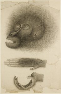 Hlava a ruce orangutana, kolem 1818-30 (tužka a akvarel na papíře) od British School