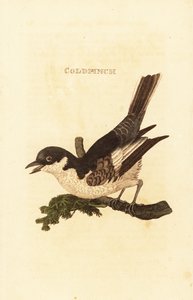 Konipas bílý, Motacilla alba od British School