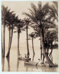 Palmový háj na úpatí egyptských pyramid - fotografie bratří Zangali, konec 19. století