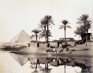 Velbloudi pijící na úpatí egyptských pyramid - fotografie bratří Zangaliů, konec 19. století