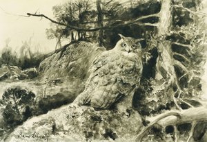 Bergův (výr) Bubo Bubo
