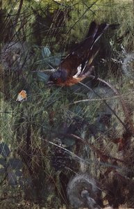 Chaffinch od Bruno Andreas Liljefors