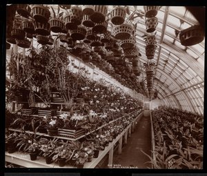 Orchideje ve skleníku v panství Helen Gould (pozdní rezidence Jay Gould) v Tarrytown, New York, 1894 (stříbrný želatinový tisk) od Byron Company