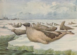 „Lov tuleňů, Newfoundland“, 1916 od C.G Lowther