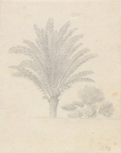 Skupina palmy a listů od Christoffer Wilhelm Eckersberg