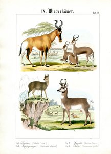 Afričtí přežvýkavci savany