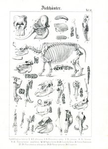 Anatomická ilustrace pachydermů