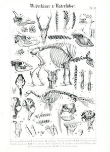 Anatomická ilustrace přežvýkavců a ploutvonožců