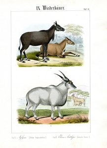 Antilopa nilgai a antilopa elandská