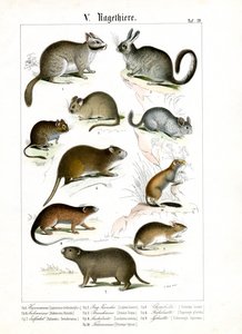 Hlodavci z různých kontinentů