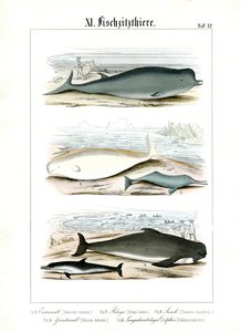 Velryby a delfíni ve svých mořských biotopech
