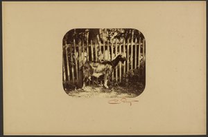 [Koza] od Camille Silvy