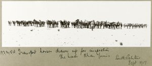 N.Z.M.F.A. přepravní koně sestavené pro inspekci na pláži, Khan Yunis, září 1917 od Capt. Arthur Rhodes
