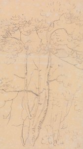 Náčrt stromů, Shorwell, Isle of Wight od Capt. Thomas Hastings