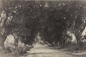 Avenue of the Banyan Trees, Sheringham, Indie