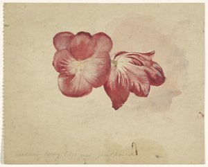 Dva červené tulipány od Carel Adolph Lion Cachet