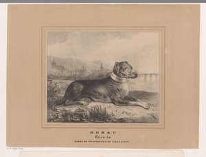 Pes Dunaj Dunaj. Chien du Baron de Westreenen de Tiellandt (název na objektu) od Carel Christiaan Antony Last