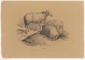 Čtyři ovce Pictura (název série na objektu) od Carel Christiaan Antony Last