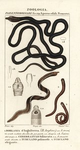 Botanický červ, Lineus longissimus 1, Borlasia angliae 1, proboscis červ, Cerebratulus bilineatus 2, Cerebratulus bilineatus 2, pásový červ, Tubulanus polimorphus 3, Tubulanus elegans 4