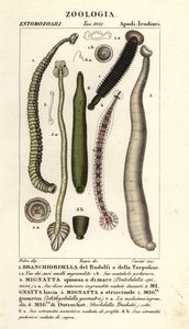 Pijavice rybí a sladkovodní: Branchiobdellida 1, Pontobdella spinosa 2, Whitmania laevis 3, Hirudo vittata 4, Piscicola geometra 5, Ichthyobdella geometra 5, Geobdella trochetii 6