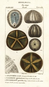 Fosílie vyhynulých ježků: Echinocorys (Ananchites) 1, Galerites globulosus 2 a Nucleolites patella 3