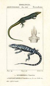 Jungle-runner, Ameiva ameiva,, Lucertola ameiva 1 a zlatý tegu, Tupinambis teguixin, Safeguard of America