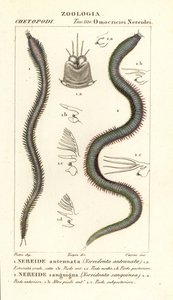 Leodice antennata, Nereidonta antennata 1 a Eunice sanguinea, Nereidonta sanguinea 2