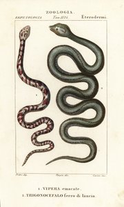 Kobra kruhokrká, Hemachatus haemachatus 1 a kopiník Martinik, Bothrops lanceolatus 2