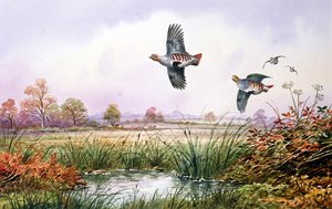 Partridge v letu od Carl Donner