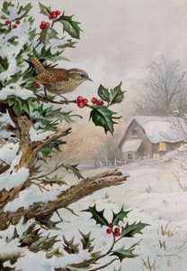 Wren in Hollybush u chaty
