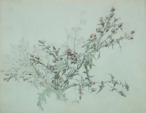 Studie kvetoucího bodláku, 1846. od Carl Georg Anton Graeb