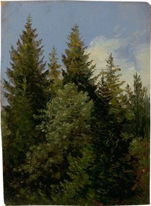 Firs od Carl Gustav Carus