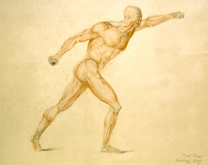 Anatomické svalstvo muže v plném natažení od Carl Haag