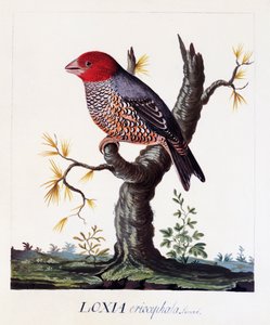 Loxia erythrocephala (Amadina erythrocephala), pěnkava rudohlavá, akvarel od Carl Linnaeus