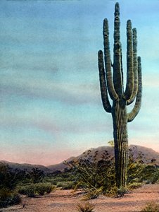 Spojené státy americké, Arizona, Giant Cactus in the Sonora desert, datum pořízení snímku: kolem roku 1920. Archiv Carla Simona od Carl Simon