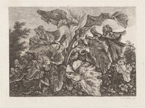 Studie rostlin s lopuchem od Carl Wilhelm Kolbe
