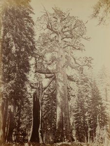Grizzly Giant, háj Mariposa Grove